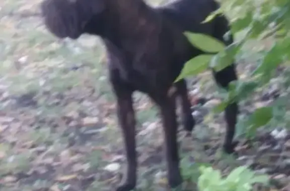 Собака найдена на ул. Луначарского, 1 в Пензе
