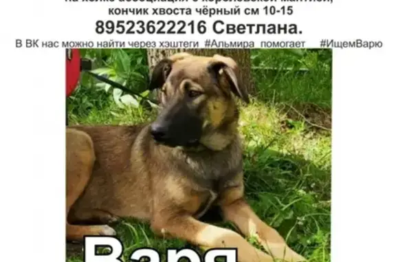 Пропала собака в деревне Рыбицы, Ленобласть, номер 42600 в Потеряшках