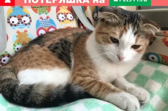 Пропала кошка с ошейником в Нижнем Новгороде