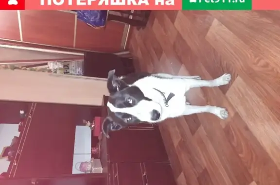 Найдена собака на ул. Радищева, Ульяновск 18.09.20