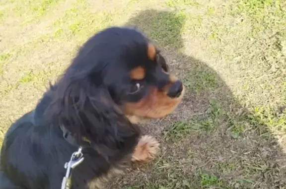 Собаки потеряшки, Тверь, фото: Потеряшка щенок на трассе м10 в Тверской области