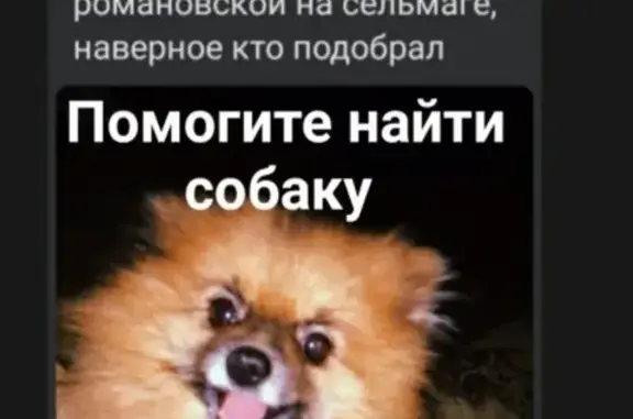 Пропала собака Лакки, станица Романовская
