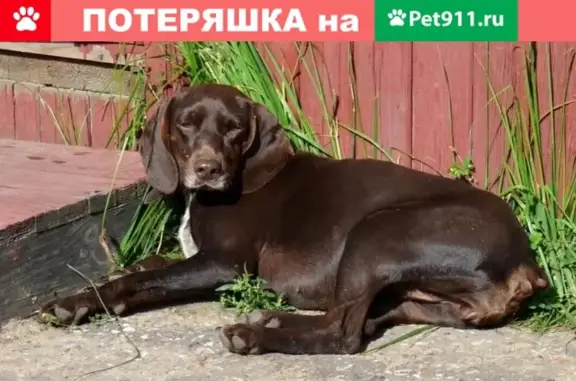 Пропала собака в Орехово-Зуевском районе, д.Заволенье, возможно нуждается в помощи.
