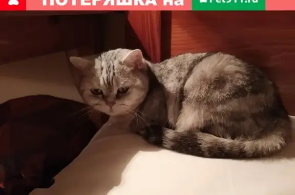 Пропала кошка на ул. Трехгорный вал, д.2 (Москва)