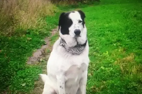 Собаки потеряшки, Санкт-Петербург, фото: Потеряшка собака Бим на Дальневосточном проспекте