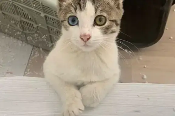 Найдена кошка возле метро Багратионовская