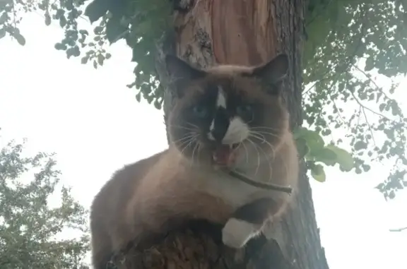 Пропала сиамская кошка на Чернореченской, 91