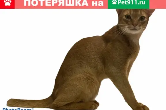 Пропала кошка в Дубровке, Московская область