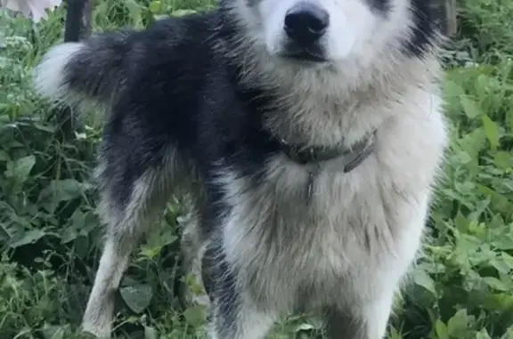 Пропала собака Хаски в деревне Нижнее Пикалово, Московская область