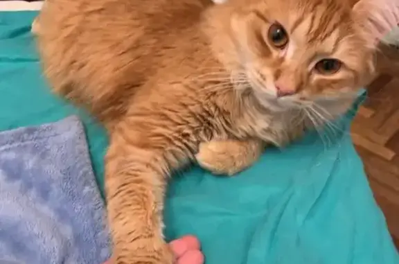 Кошки потеряшки, Санкт-Петербург, фото: Потеряшка котик Понтик на пр. Маршала Блюхера 29, вознаграждение!