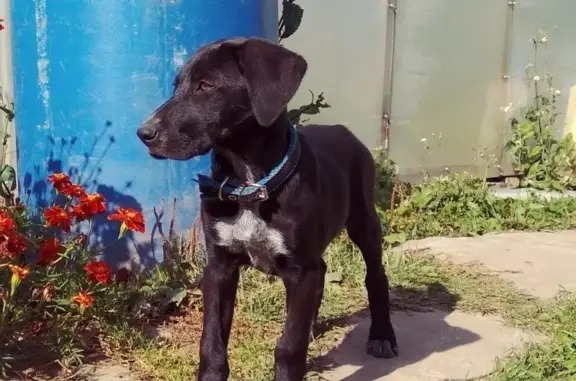 Найдена собака в Игумново, ищу хозяина