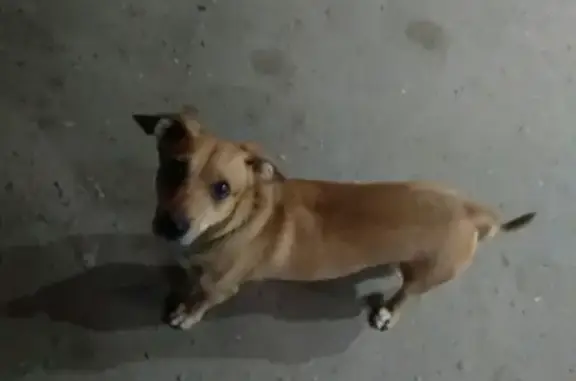 Найдена собака на углу Сутырина и Центральной, нужен дом