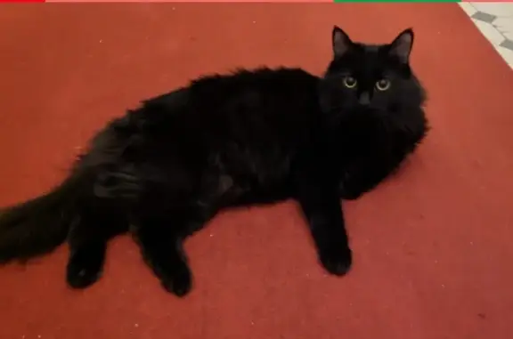 Кошки потеряшки, Санкт-Петербург, фото: Потеряшка кот Тихон в СНТ Гавань, Поиозерский район.