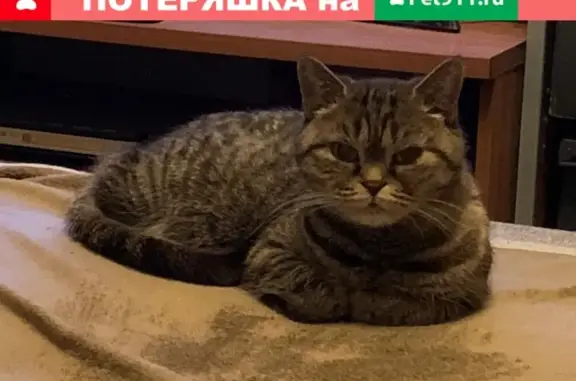 Пропала кошка на улице Авангардная, Москва