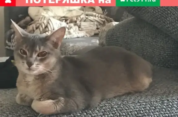 Пропала абиссинская кошка в Самаре