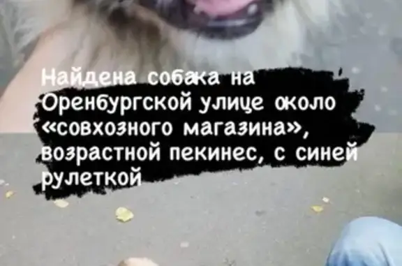 Найдена собака на улице Оренбургская в Москве