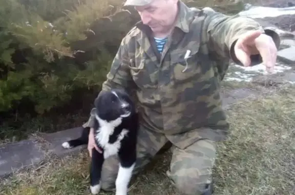 Пропала собака Лайка в Рязанской области, село Гремячка