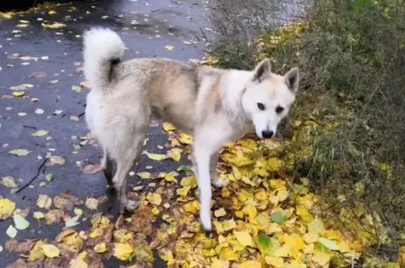 Найдена собака на ул. Лопатина, Иркутск