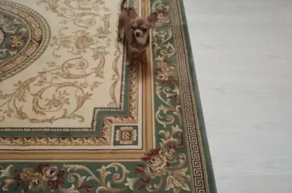 Собаки потеряшки, Липецк, фото: Потеряшка собака Джой в Липецке.