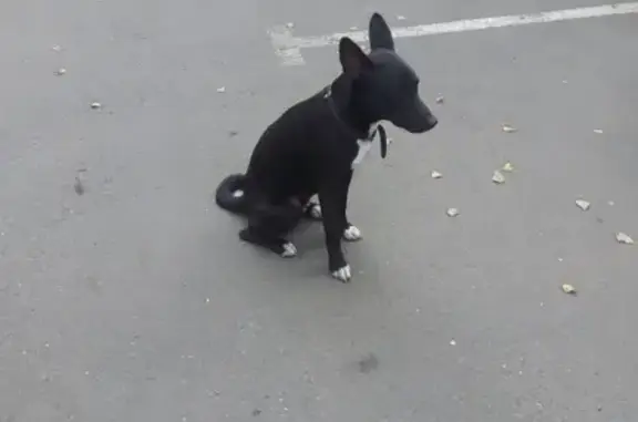 Собака на проспекте Красного Знамени 98