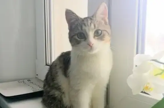 Пропала кошка в Ядрошино, Московская область, 52.