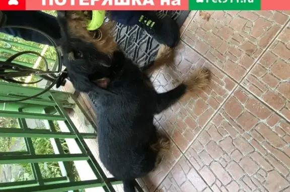 Найдена собака в Жулебино, ищем хозяина или волонтеров