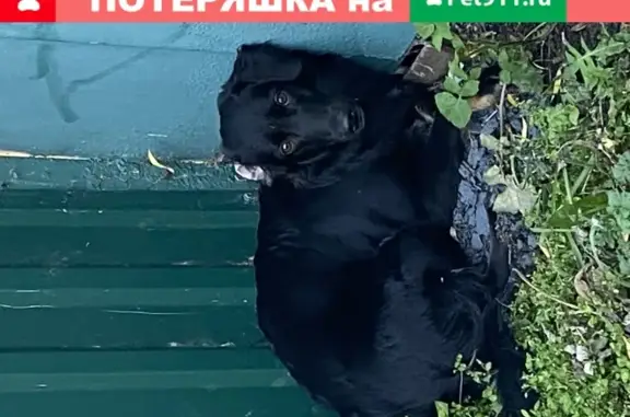 Найдена собака в дачном посёлке Омск.