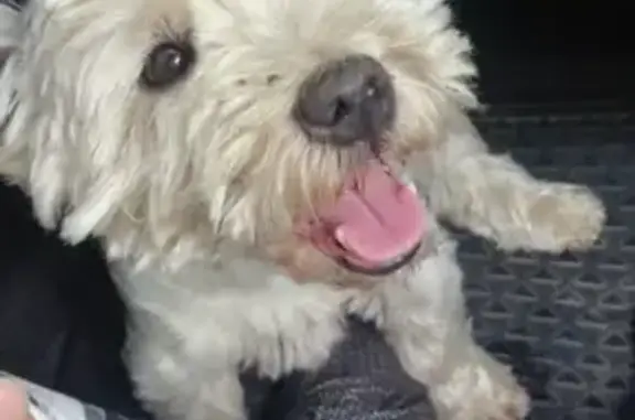 Собака Мальчик найдена на 1-м Успенском шоссе