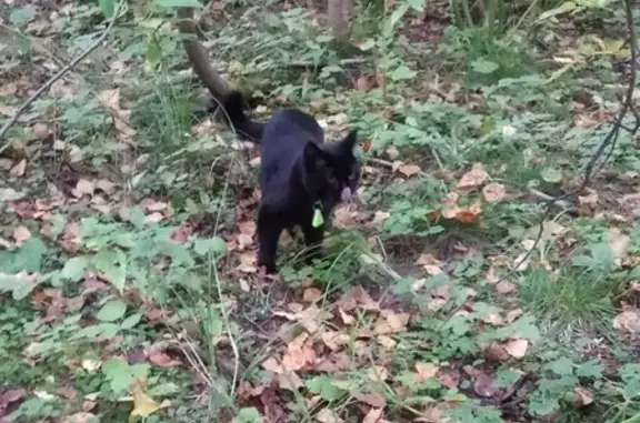 Пропала кошка Черный кот с gps-трекером на улице Дубки, Апрелевка