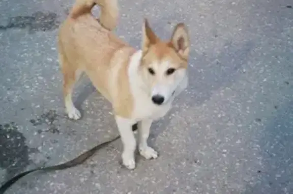 Пропала собака в районе Пенкино, нужна помощь!
