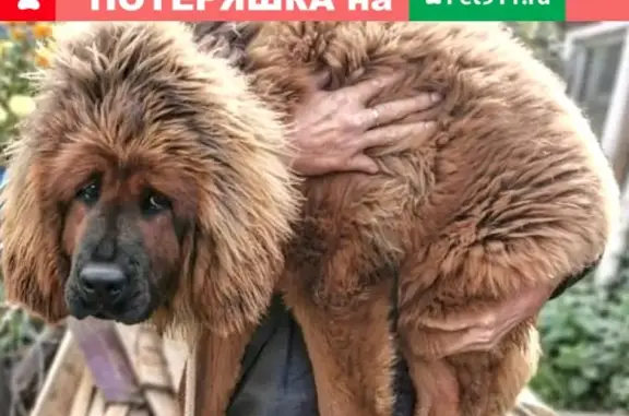 Пропала собака Хана в Нижнем Тагиле