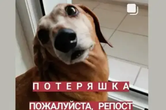 Собака Такса найдена в Москве