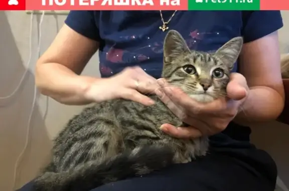 Найден ручной котенок на Новозаводской улице