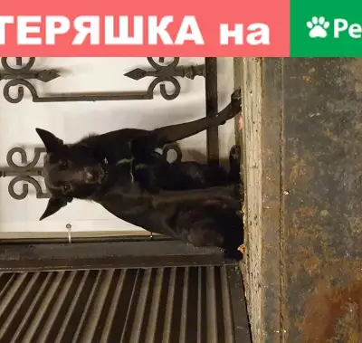 Собака найдена у входа магазина Пив&Ко на ул. Белинского, 141