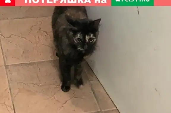 Найдена домашняя кошка на Ляпидевского 16