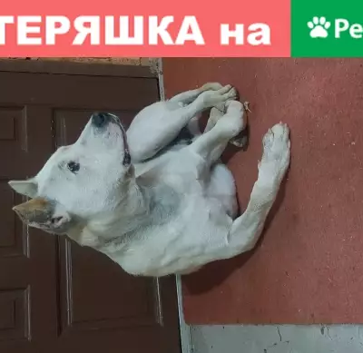 Найдена собака на ул. Суворова, Казань, РТ.