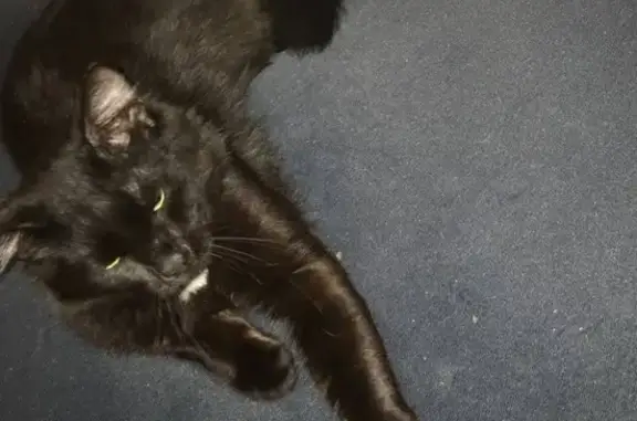 Кошки потеряшки, Тольятти, фото: Потеряшка кошка в Тольятти, возраст 3 года, с белым пятном на шее, отзывается на имя Вася