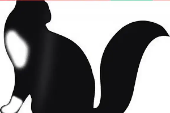 Кошки потеряшки, Санкт-Петербург, фото: Потеряшка кошка-котенок на ул. Д 15 корп 1 кв 344