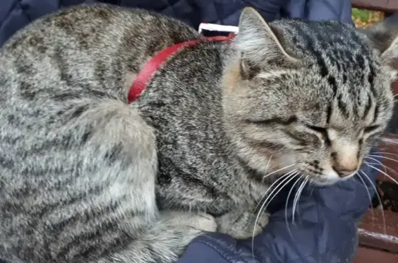 Найден кот на ул. 78-й Добровольческой Бригады