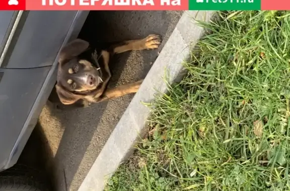 Собака найдена на ул. Менделеева, д. 120, Уфа.
