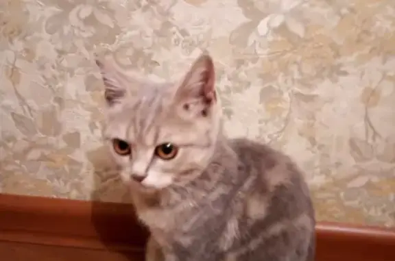 Найден домашний котенок в Оренбурге.