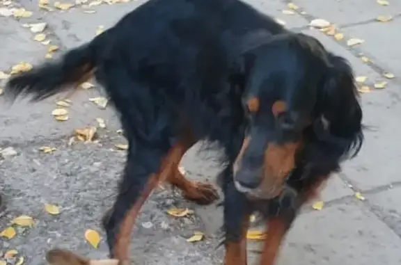 Собака Кобель найдена в Ульяновске