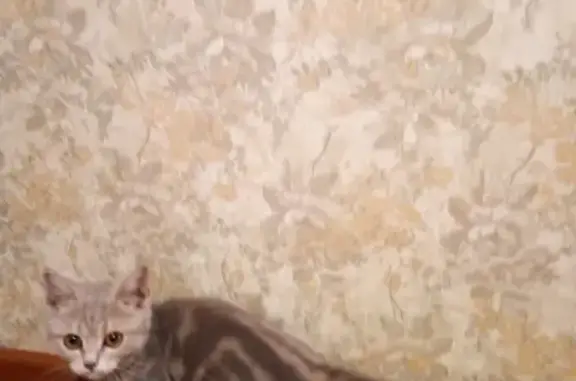 Найден котенок в Оренбурге