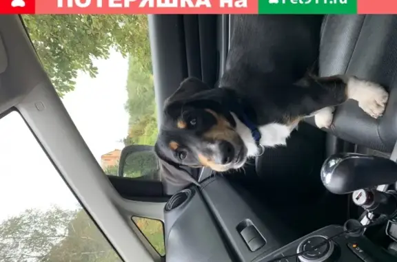 Пропала собака Зевс в д. Желудовка, Малоярославецкий район
