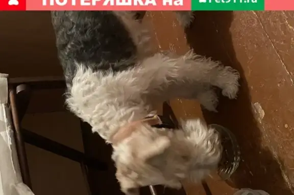 Найдена собака на ул. Демакова, Новосибирск