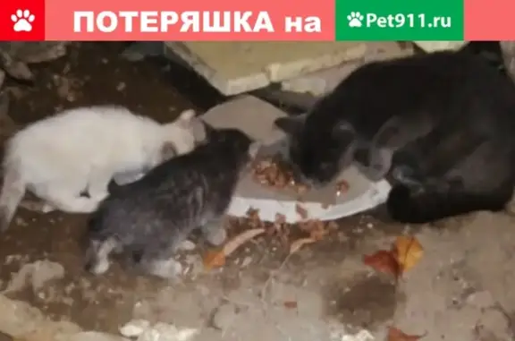 Найдена кошка с котятами на ул. Путейская, 11 в Томске