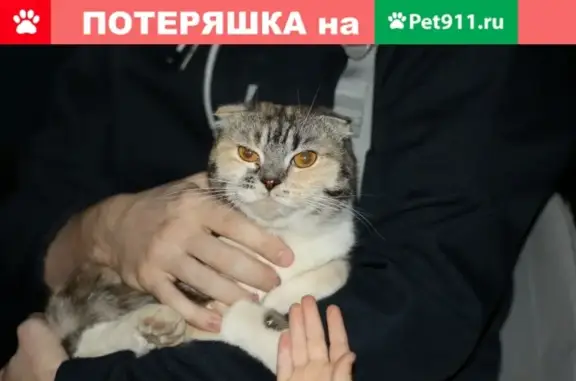 Найдена домашняя кошка в Оренбурге