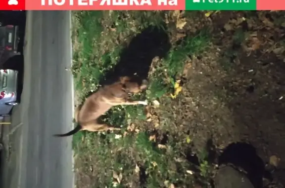 Найдена собака на Заводской ул. 28В, Анапа.