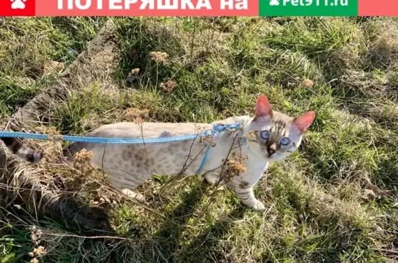 Пропала кошка Бенгальский снежный Линкс в д. Подберезье, Новгородская область