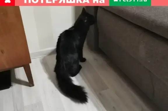 Найден черный кот в Ольгинском лесопарке Балашихи